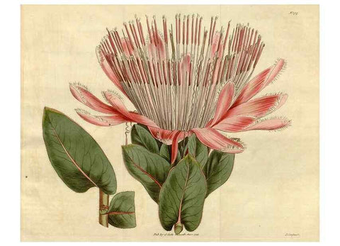 Reproducción/Reproduction 34342586924: Curtis's botanical magazine.. London ; New York [etc.] :Academic Press [etc.]