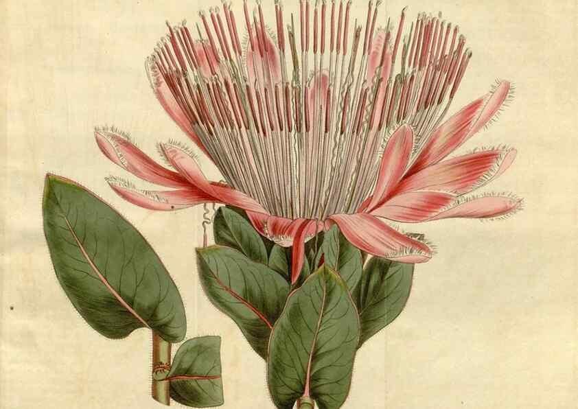 Reproducción/Reproduction 34342586924: Curtis's botanical magazine.. London ; New York [etc.] :Academic Press [etc.]