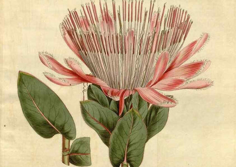 Reproducción/Reproduction 34342586924: Curtis's botanical magazine.. London ; New York [etc.] :Academic Press [etc.]