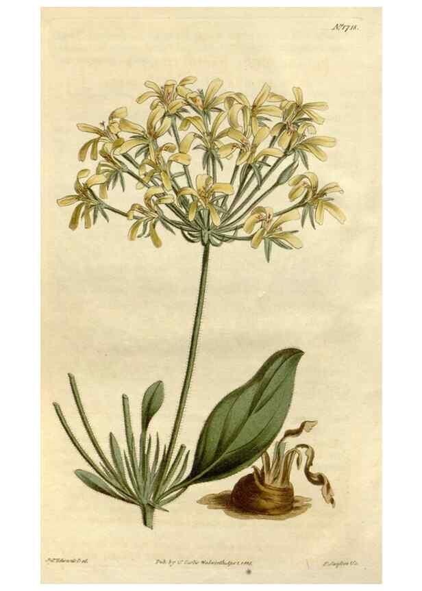 Reproducción/Reproduction 34377769783: Curtis's botanical magazine.. London ; New York [etc.] :Academic Press [etc.]