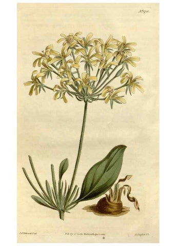 Reproducción/Reproduction 34377769783: Curtis's botanical magazine.. London ; New York [etc.] :Academic Press [etc.]