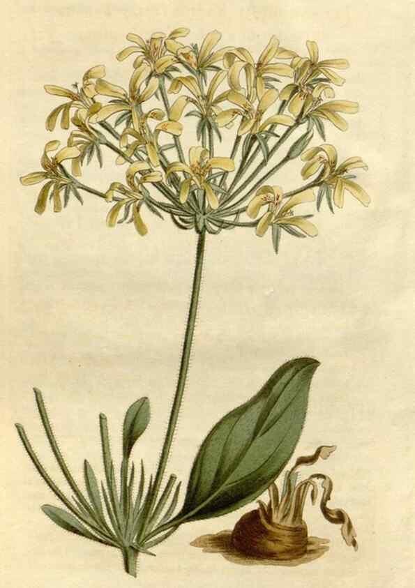 Reproducción/Reproduction 34377769783: Curtis's botanical magazine.. London ; New York [etc.] :Academic Press [etc.]