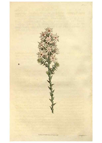 Reproducción/Reproduction 34377771903: Curtis's botanical magazine.. London ; New York [etc.] :Academic Press [etc.]
