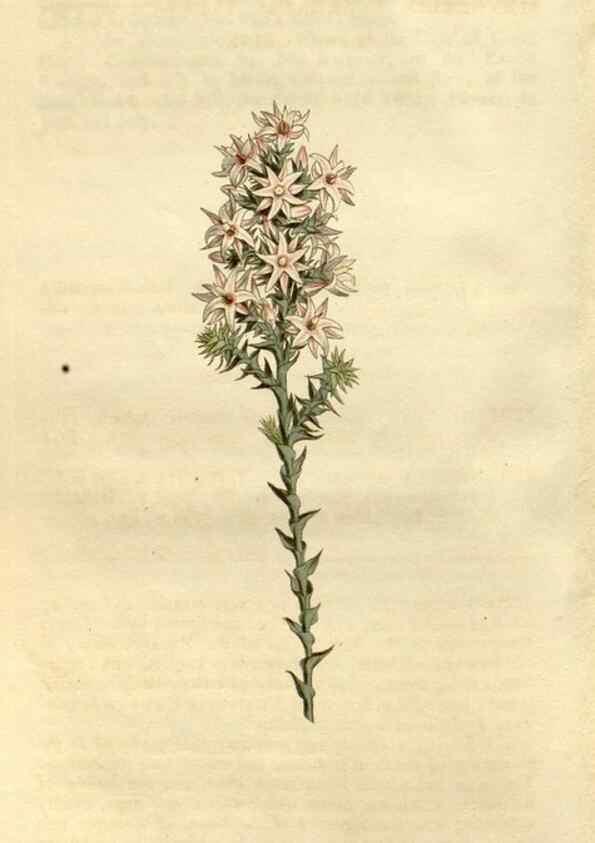 Reproducción/Reproduction 34377771903: Curtis's botanical magazine.. London ; New York [etc.] :Academic Press [etc.]