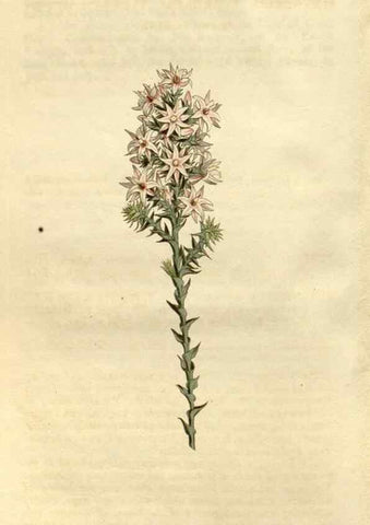 Reproducción/Reproduction 34377771903: Curtis's botanical magazine.. London ; New York [etc.] :Academic Press [etc.]