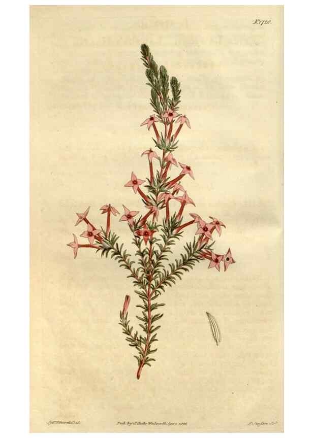 Reproducción/Reproduction 34377774673: Curtis's botanical magazine.. London ; New York [etc.] :Academic Press [etc.]