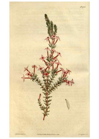 Reproducción/Reproduction 34377774673: Curtis's botanical magazine.. London ; New York [etc.] :Academic Press [etc.]