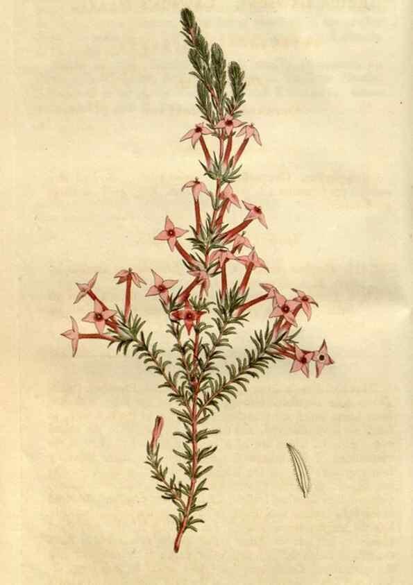 Reproducción/Reproduction 34377774673: Curtis's botanical magazine.. London ; New York [etc.] :Academic Press [etc.]