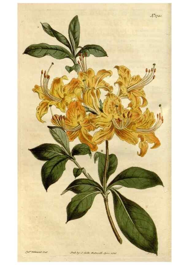 Reproducción/Reproduction 35187335205: Curtis's botanical magazine.. London ; New York [etc.] :Academic Press [etc.]