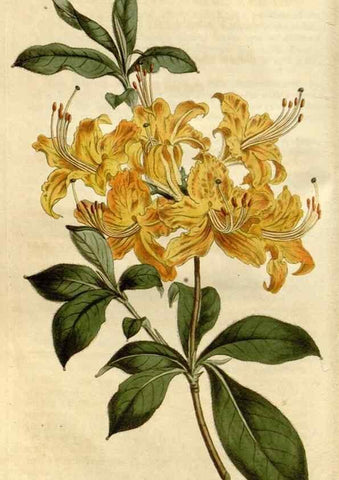 Reproducción/Reproduction 35187335205: Curtis's botanical magazine.. London ; New York [etc.] :Academic Press [etc.]