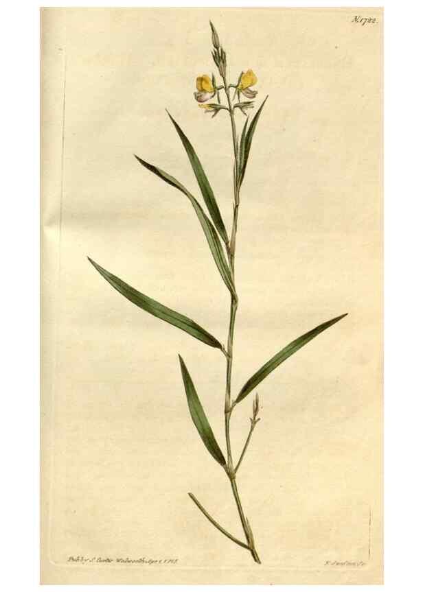 Reproducción/Reproduction 35187337025: Curtis's botanical magazine.. London ; New York [etc.] :Academic Press [etc.]