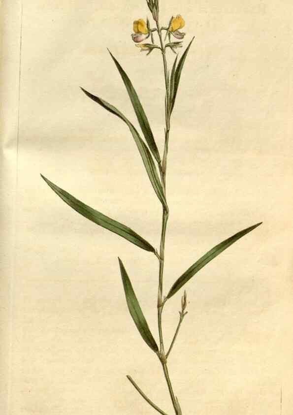 Reproducción/Reproduction 35187337025: Curtis's botanical magazine.. London ; New York [etc.] :Academic Press [etc.]