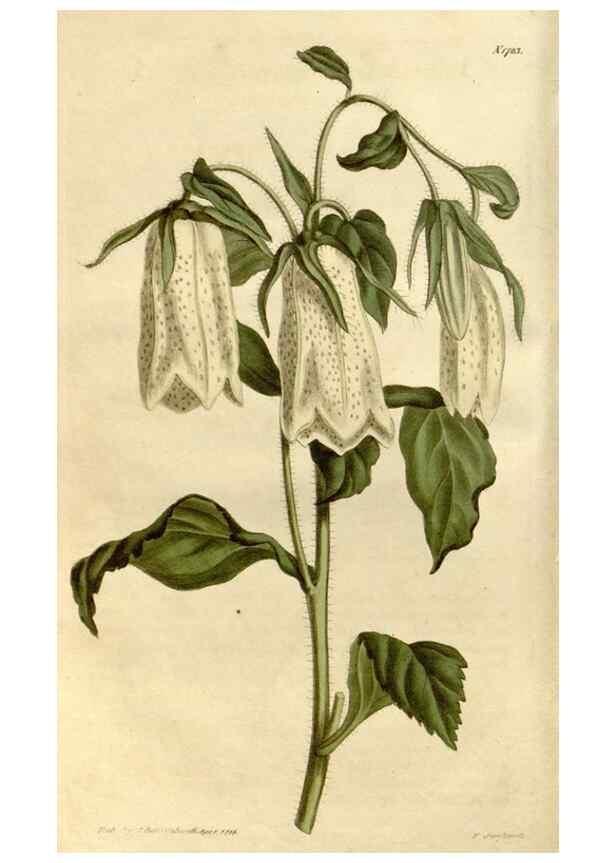 Reproducción/Reproduction 35187338845: Curtis's botanical magazine.. London ; New York [etc.] :Academic Press [etc.]