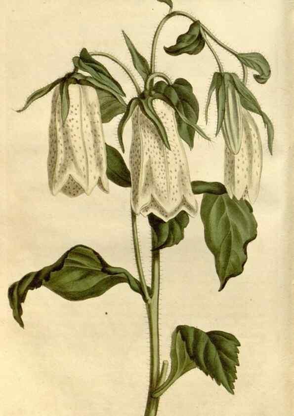 Reproducción/Reproduction 35187338845: Curtis's botanical magazine.. London ; New York [etc.] :Academic Press [etc.]