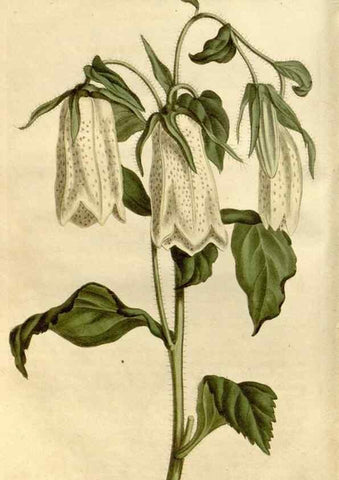 Reproducción/Reproduction 35187338845: Curtis's botanical magazine.. London ; New York [etc.] :Academic Press [etc.]