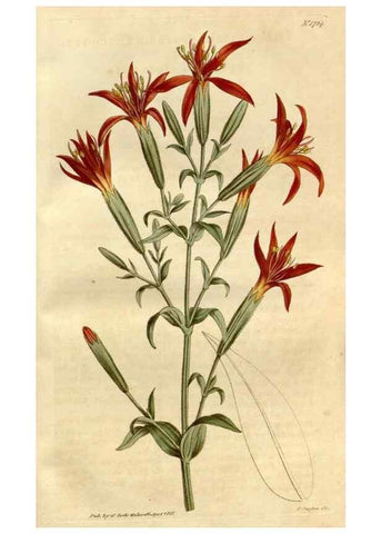 Reproducción/Reproduction 35187340545: Curtis's botanical magazine.. London ; New York [etc.] :Academic Press [etc.]