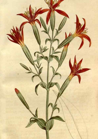 Reproducción/Reproduction 35187340545: Curtis's botanical magazine.. London ; New York [etc.] :Academic Press [etc.]