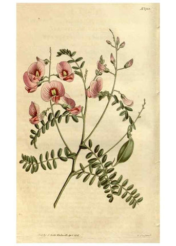Reproducción/Reproduction 35147119116: Curtis's botanical magazine.. London ; New York [etc.] :Academic Press [etc.]