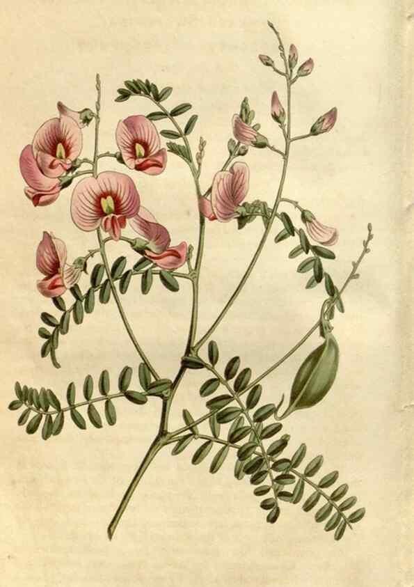Reproducción/Reproduction 35147119116: Curtis's botanical magazine.. London ; New York [etc.] :Academic Press [etc.]