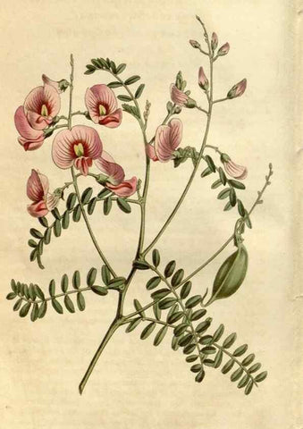 Reproducción/Reproduction 35147119116: Curtis's botanical magazine.. London ; New York [etc.] :Academic Press [etc.]