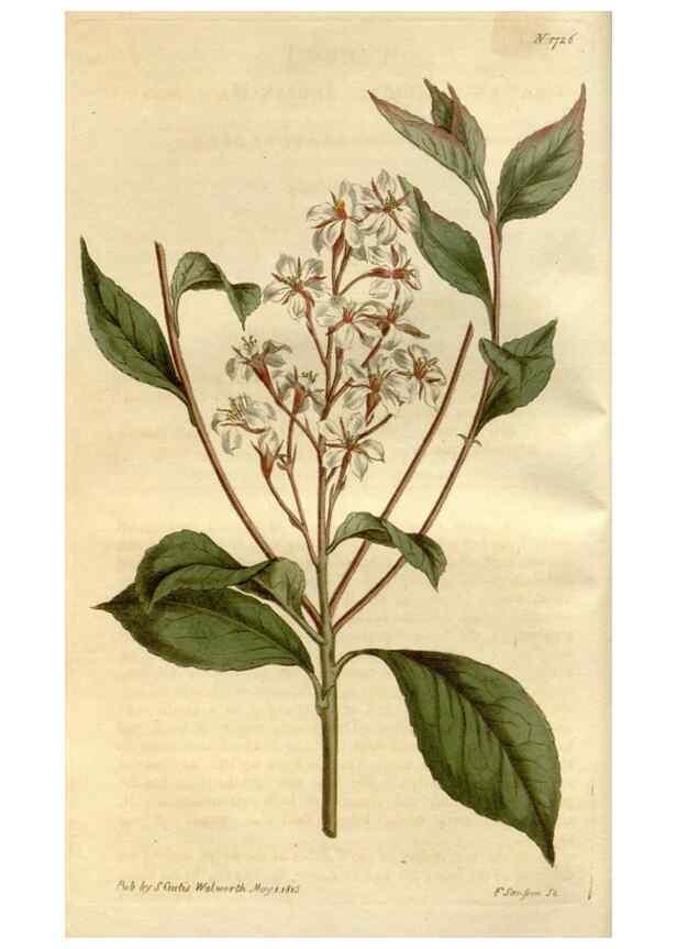 Reproducción/Reproduction 35022190462: Curtis's botanical magazine.. London ; New York [etc.] :Academic Press [etc.]