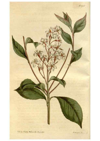 Reproducción/Reproduction 35022190462: Curtis's botanical magazine.. London ; New York [etc.] :Academic Press [etc.]
