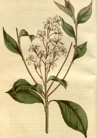 Reproducción/Reproduction 35022190462: Curtis's botanical magazine.. London ; New York [etc.] :Academic Press [etc.]