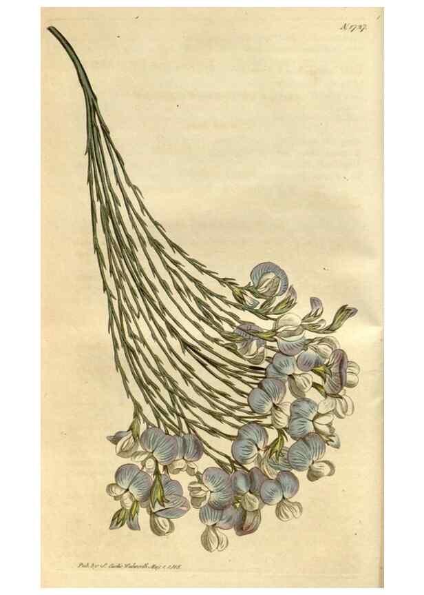 Reproducción/Reproduction 35022193502: Curtis's botanical magazine.. London ; New York [etc.] :Academic Press [etc.]