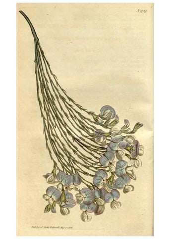 Reproducción/Reproduction 35022193502: Curtis's botanical magazine.. London ; New York [etc.] :Academic Press [etc.]