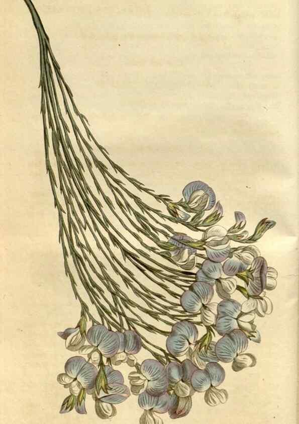 Reproducción/Reproduction 35022193502: Curtis's botanical magazine.. London ; New York [etc.] :Academic Press [etc.]