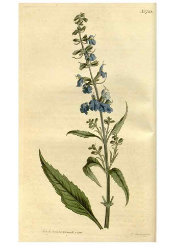 Reproducción/Reproduction 34800816100: Curtis's botanical magazine.. London ; New York [etc.] :Academic Press [etc.]