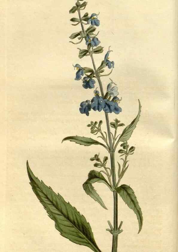 Reproducción/Reproduction 34800816100: Curtis's botanical magazine.. London ; New York [etc.] :Academic Press [etc.]