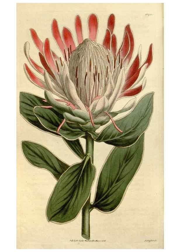 Reproducción/Reproduction 35022137582: Curtis's botanical magazine.. London ; New York [etc.] :Academic Press [etc.]