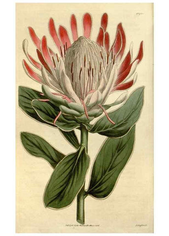 Reproducción/Reproduction 35022137582: Curtis's botanical magazine.. London ; New York [etc.] :Academic Press [etc.]