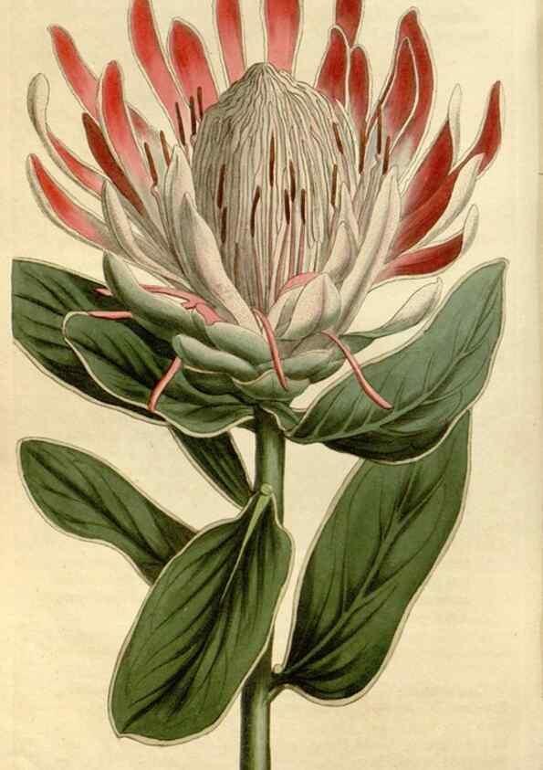 Reproducción/Reproduction 35022137582: Curtis's botanical magazine.. London ; New York [etc.] :Academic Press [etc.]
