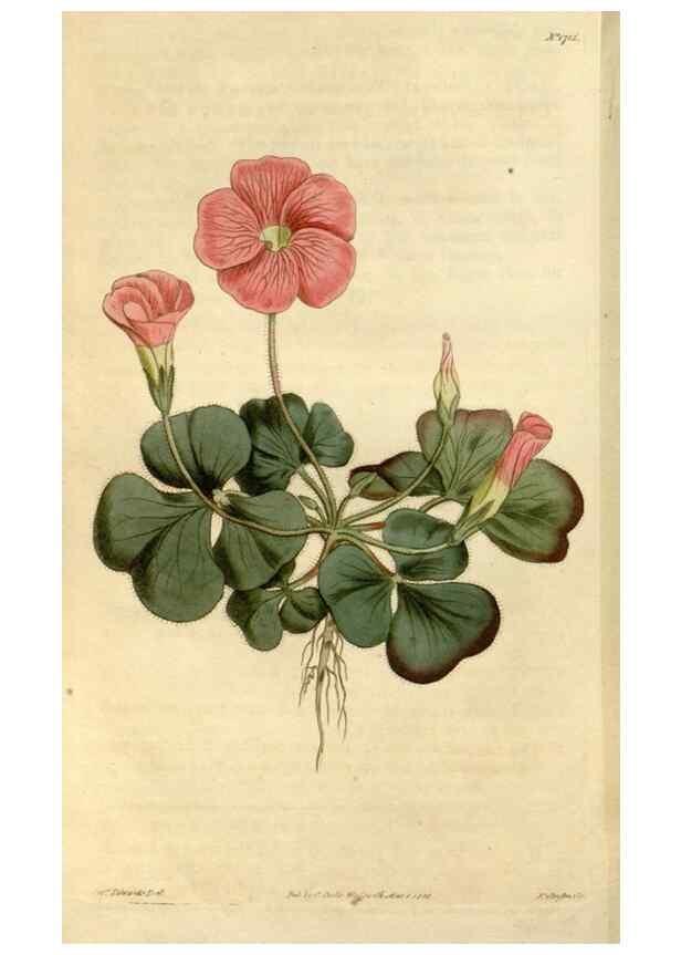 Reproducción/Reproduction 34342576594: Curtis's botanical magazine.. London ; New York [etc.] :Academic Press [etc.]