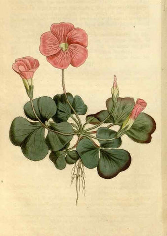 Reproducción/Reproduction 34342576594: Curtis's botanical magazine.. London ; New York [etc.] :Academic Press [etc.]