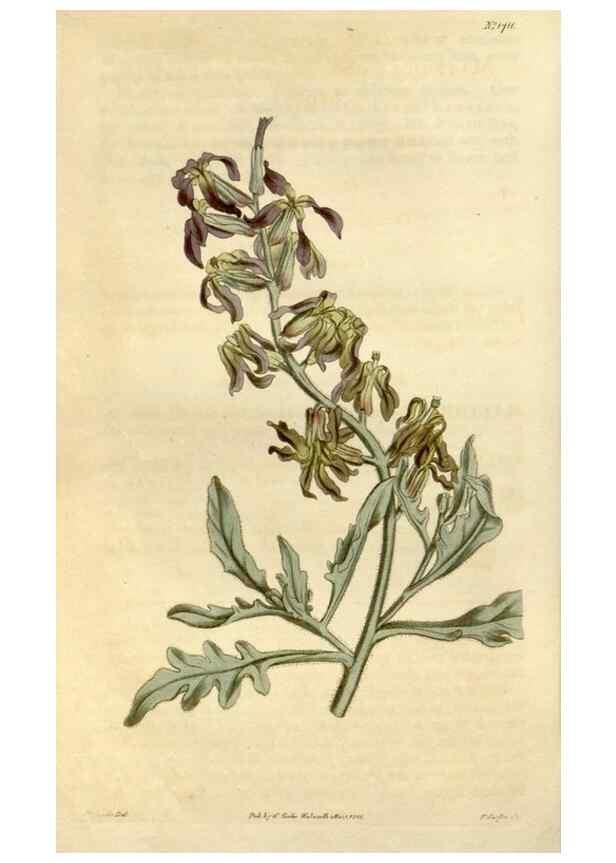 Reproducción/Reproduction 34342574504: Curtis's botanical magazine.. London ; New York [etc.] :Academic Press [etc.]
