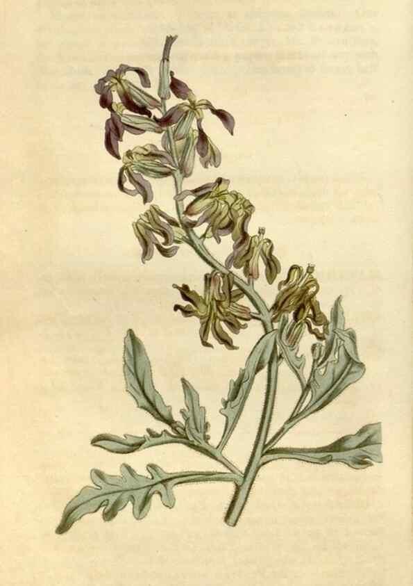 Reproducción/Reproduction 34342574504: Curtis's botanical magazine.. London ; New York [etc.] :Academic Press [etc.]