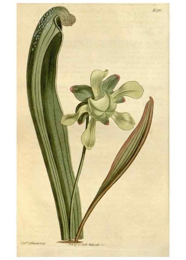 Reproducción/Reproduction 34800757650: Curtis's botanical magazine.. London ; New York [etc.] :Academic Press [etc.]