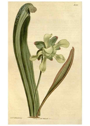 Reproducción/Reproduction 34800757650: Curtis's botanical magazine.. London ; New York [etc.] :Academic Press [etc.]