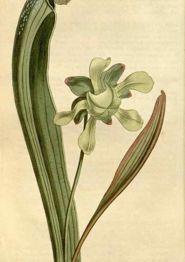 Reproducción/Reproduction 34800757650: Curtis's botanical magazine.. London ; New York [etc.] :Academic Press [etc.]