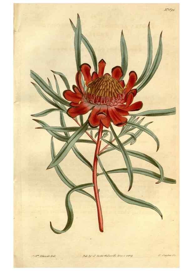 Reproducción/Reproduction 35022107932: Curtis's botanical magazine.. London ; New York [etc.] :Academic Press [etc.]