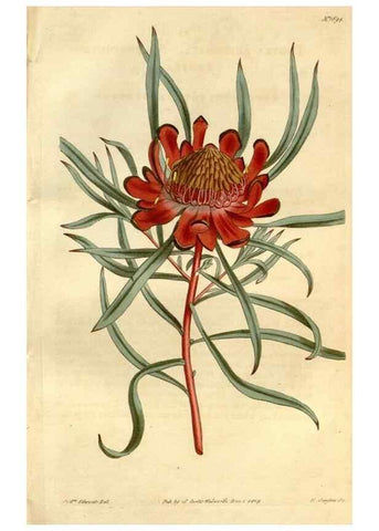 Reproducción/Reproduction 35022107932: Curtis's botanical magazine.. London ; New York [etc.] :Academic Press [etc.]
