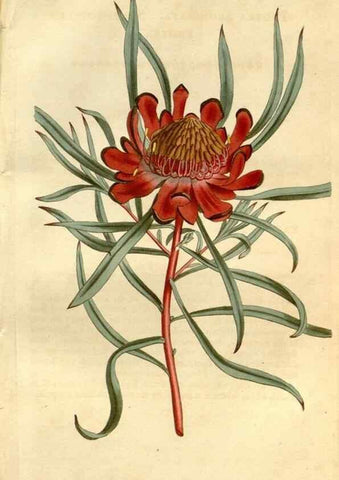 Reproducción/Reproduction 35022107932: Curtis's botanical magazine.. London ; New York [etc.] :Academic Press [etc.]