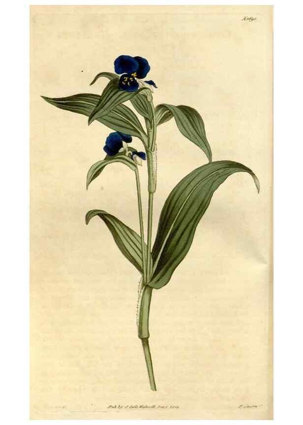 Reproducción/Reproduction 34377724133: Curtis's botanical magazine.. London ; New York [etc.] :Academic Press [etc.]