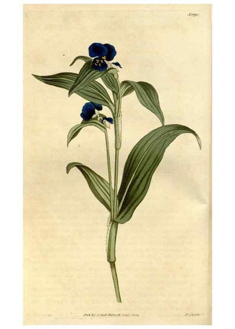 Reproducción/Reproduction 34377724133: Curtis's botanical magazine.. London ; New York [etc.] :Academic Press [etc.]