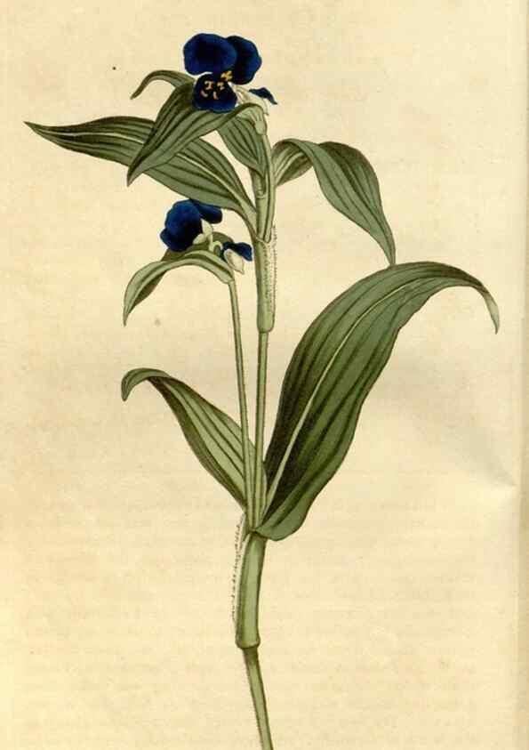 Reproducción/Reproduction 34377724133: Curtis's botanical magazine.. London ; New York [etc.] :Academic Press [etc.]