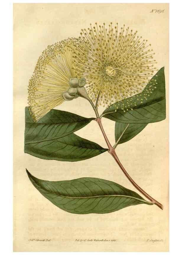 Reproducción/Reproduction 34377725953: Curtis's botanical magazine.. London ; New York [etc.] :Academic Press [etc.]