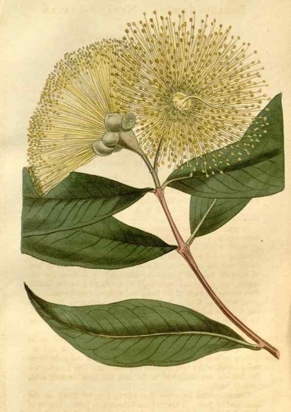 Reproducción/Reproduction 34377725953: Curtis's botanical magazine.. London ; New York [etc.] :Academic Press [etc.]